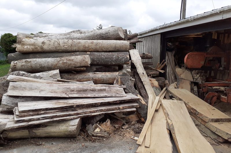 Irish hardwood logs stacked up beside a sawmill with fresh cut planks of spalted beech in the foreground