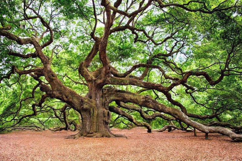 Irish hardwood Oak tree biggest in Ireland